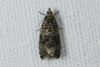 Celypha lacunana