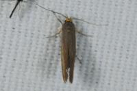 Crassa unitella