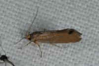 Crassa unitella