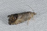 Cydia splendana