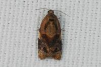 Ditula angustiorana