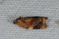 Ditula angustiorana