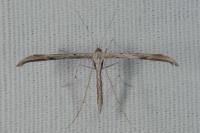 Emmelina monodactyla