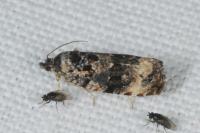 Endothenia