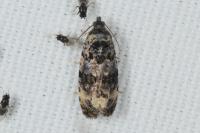Endothenia