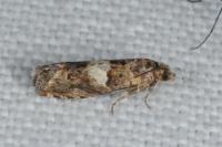 Epiblema