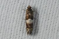 Epiblema
