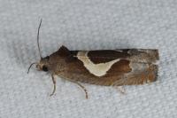 Epiblema foenella