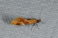 Epicallima formosella