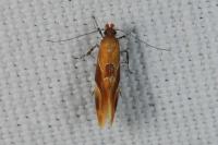 Epicallima formosella