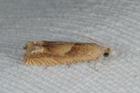 Eucosma conterminana