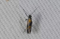 Euspilapteryx auroguttella