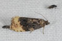 Hedya ochroleucana