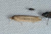 Limnaecia phragmitella