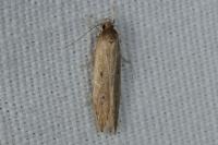 Limnaecia phragmitella
