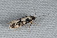 Neurothaumasia ankerella