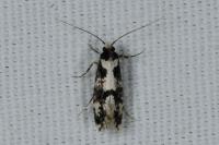 Neurothaumasia ankerella