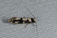 Neurothaumasia ankerella