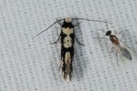 Neurothaumasia ankerella