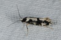 Neurothaumasia ankerella