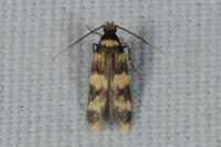 Oegoconia caradjai