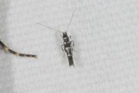 Parectopa ononidis