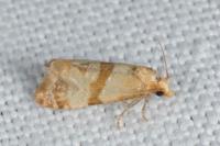 Phalonidia contractana