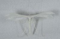 Pterophorus pentadactylus