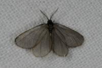 Rebelia plumella surientella