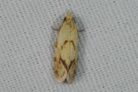 Agapeta hamana