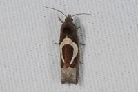 Epiblema foenella