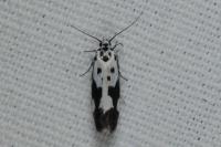 Ethmia quadrillella