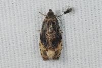 Hedya ochroleucana