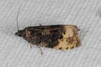 Hedya ochroleucana