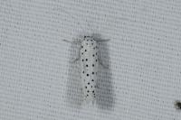 Yponomeuta