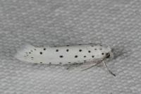 Yponomeuta
