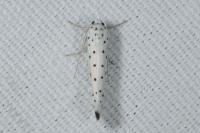 Yponomeuta