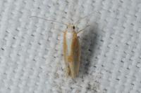 Argyresthia albistria