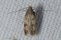 Borkhausenia
