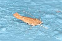 Pyroderces argyrogrammos