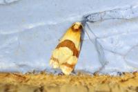 Phalonidia albipalpana
