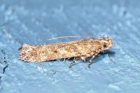 Scrobipalpa