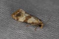 Phalonidia contractana