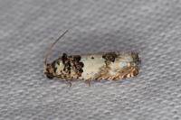 Epinotia thapsiana