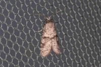 Penestoglossa dardoinella