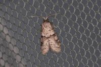 Penestoglossa dardoinella