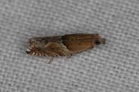 Ancylis comptana