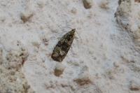 Celypha lacunana