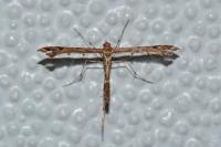 Amblyptilia acanthadactyla