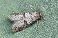 Penestoglossa dardoinella